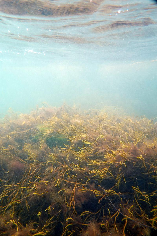 The Algae Paper