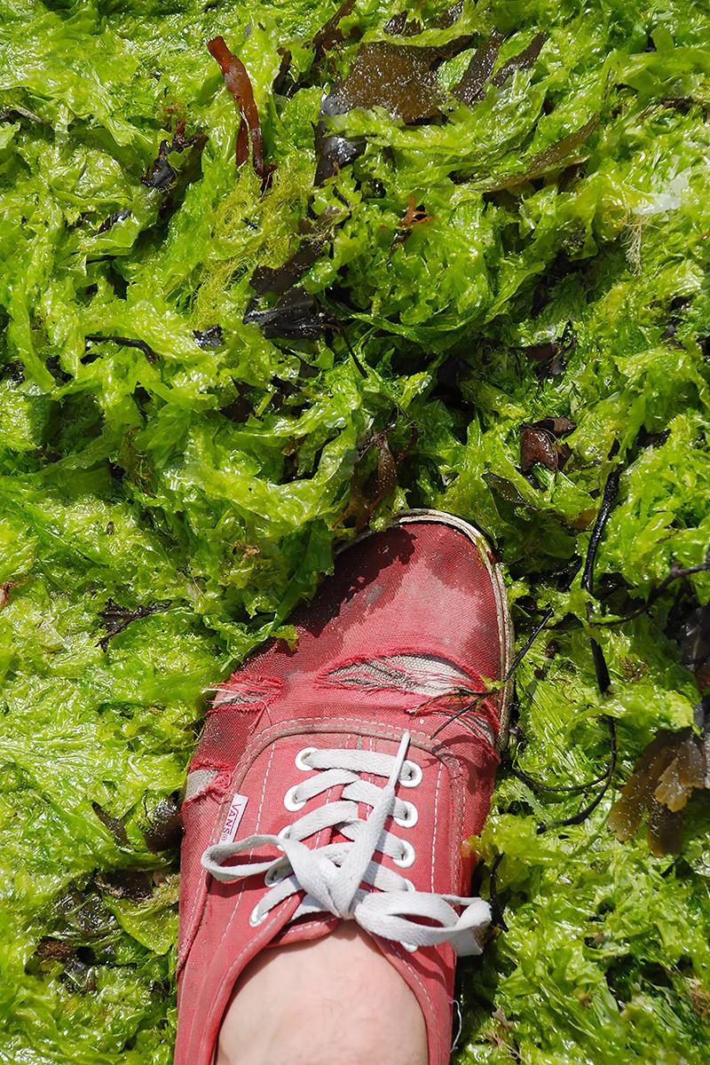 The Algae Paper